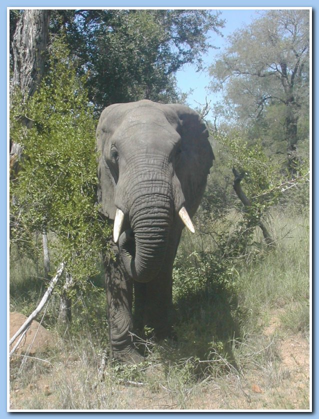 Kruger elephant